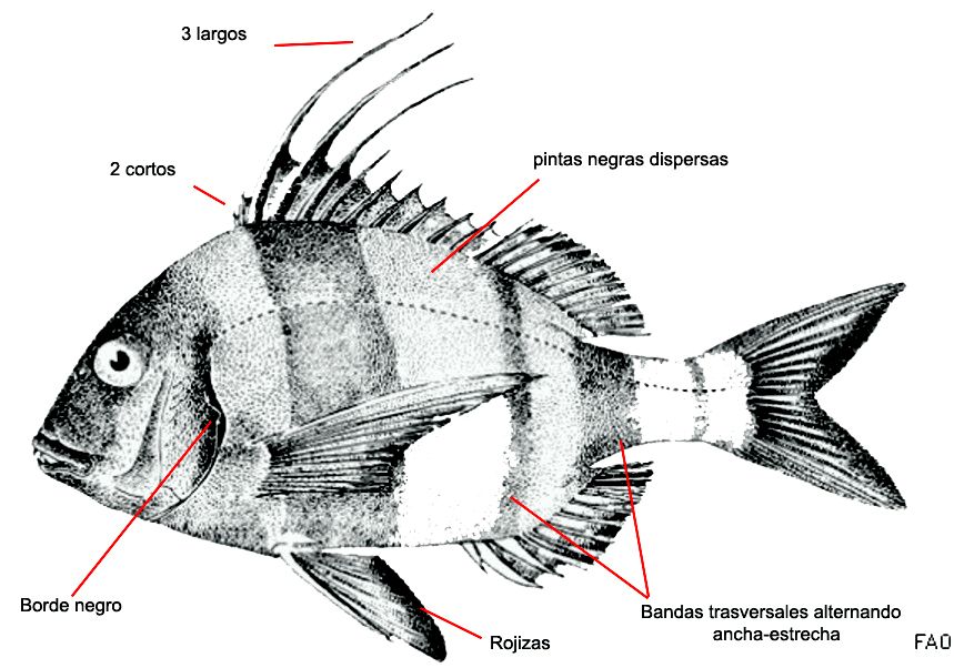 Pagrus auriga_01.jpg